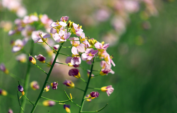 五彩油菜花