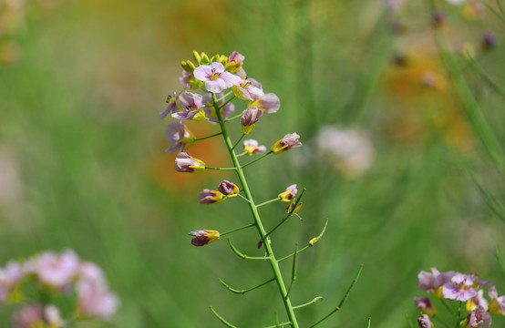 五彩油菜花