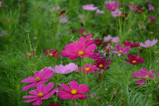 格桑花