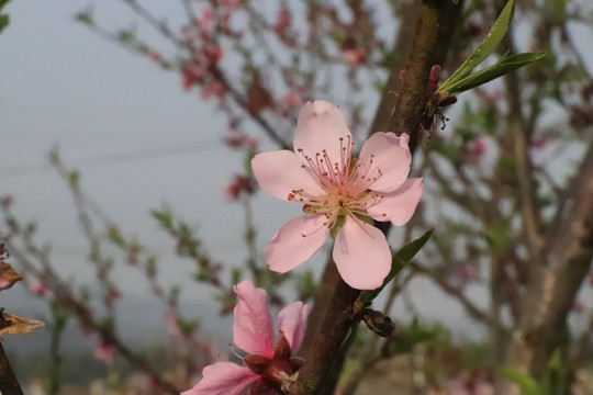 桃花