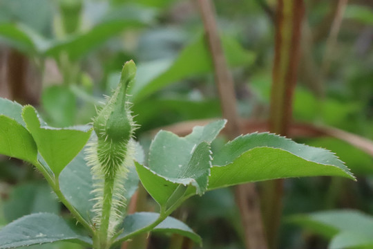 金樱子花苞