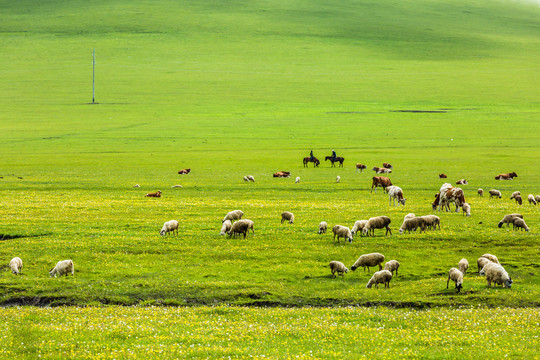 夏季草原牧场放牧牛羊
