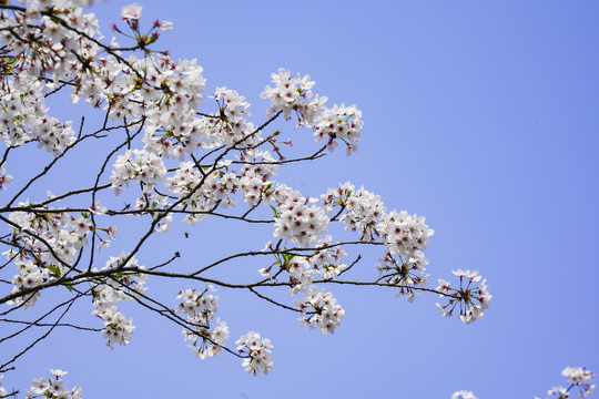 樱花树枝