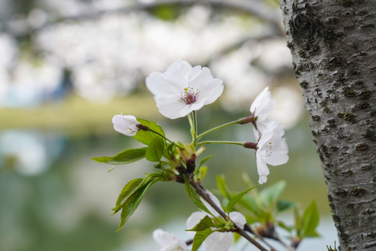 樱花特写