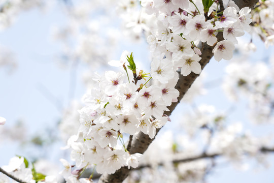 日本樱花