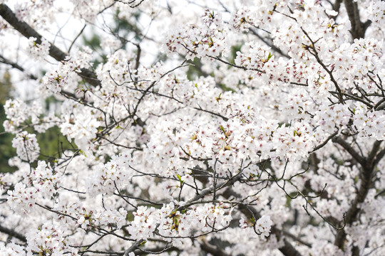 樱花节