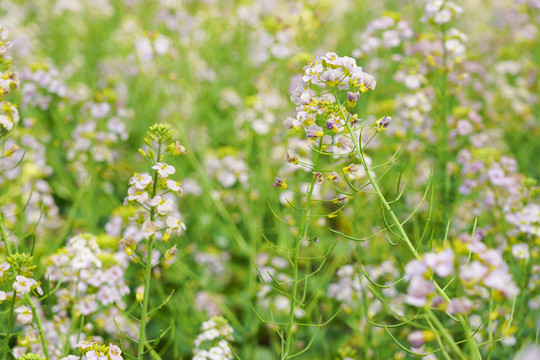 粉色油菜花