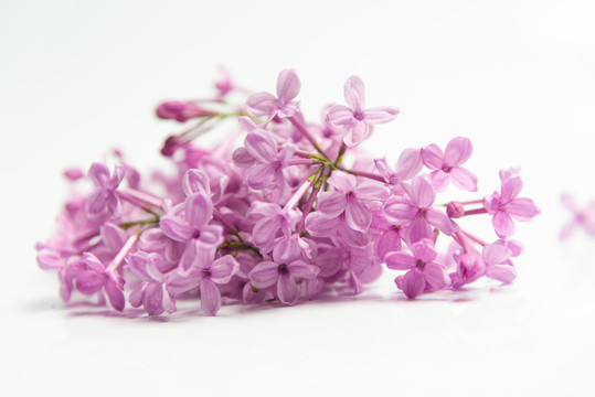 丁香花