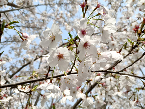 樱花