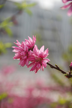 菊花桃