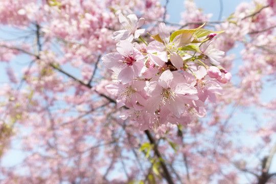 樱花