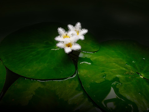 金银莲花