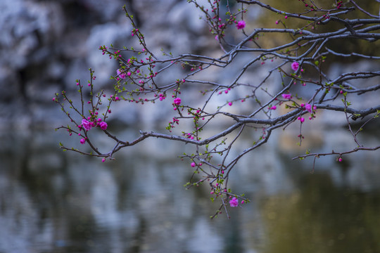 桃花