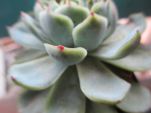 多肉植物