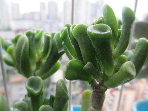 多肉植物