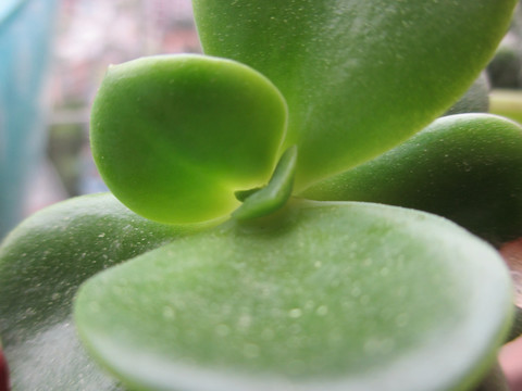 多肉植物