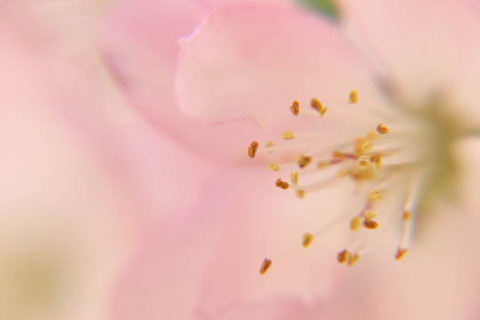 垂丝海棠花朵特写