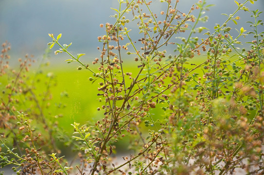 野甘草