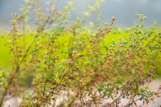 野甘草