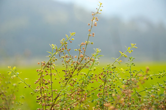 野甘草