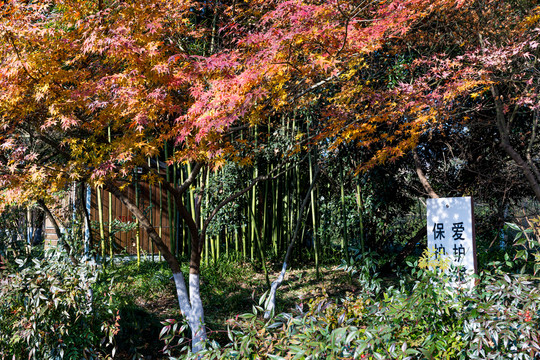 浙江杭州九溪风景区