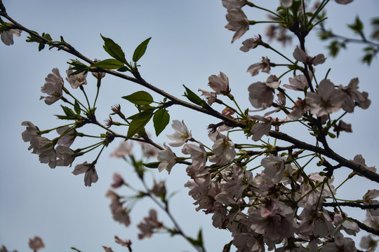 樱花