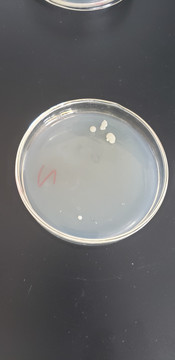 十六烷甲基溴化铵培养基培养菌