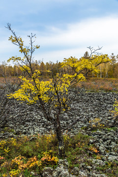 火山熔岩地貌秋季一颗黄菠萝树