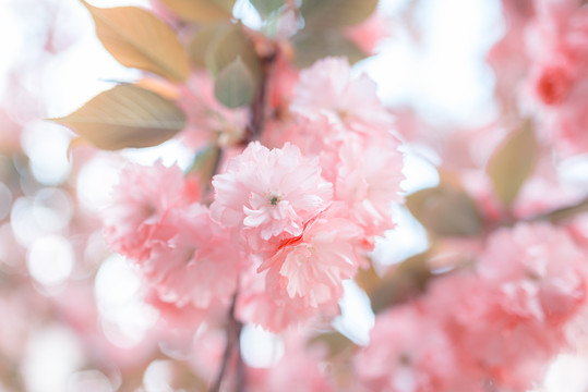 樱花