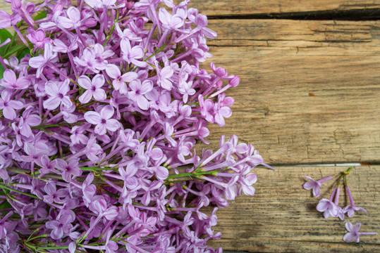 丁香花