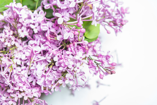 丁香花