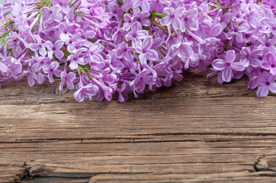 丁香花
