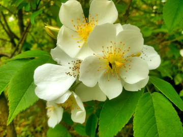 金樱子花