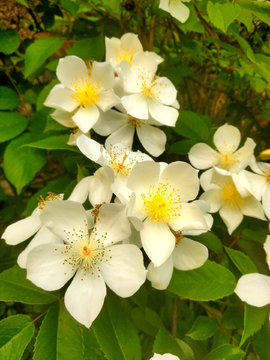 金樱子花