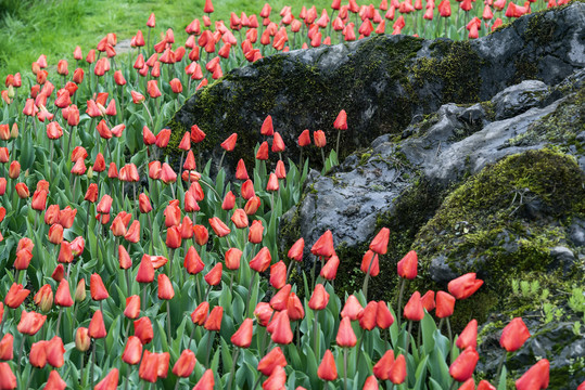 郁金香花园公园