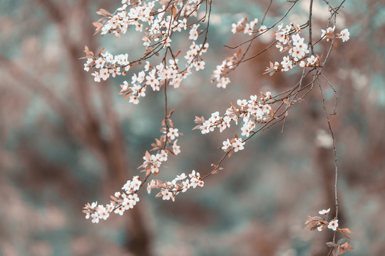 唯美花枝春天盛开的李子花