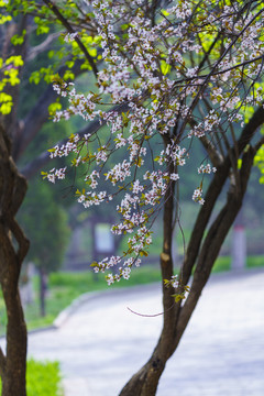 唯美花枝春天盛开的李子花