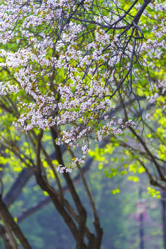 春天李子花背景