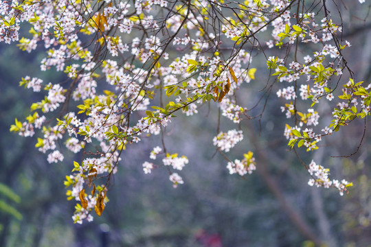 春天李子花背景