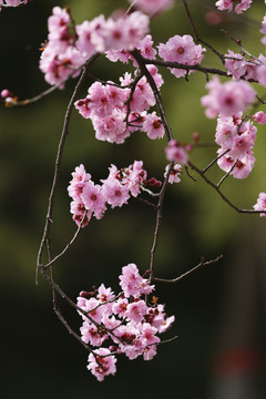 梅花树枝