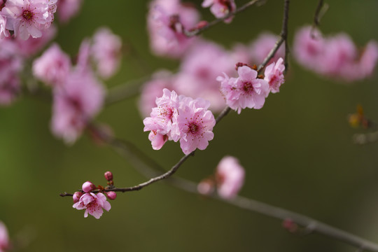 画意梅花