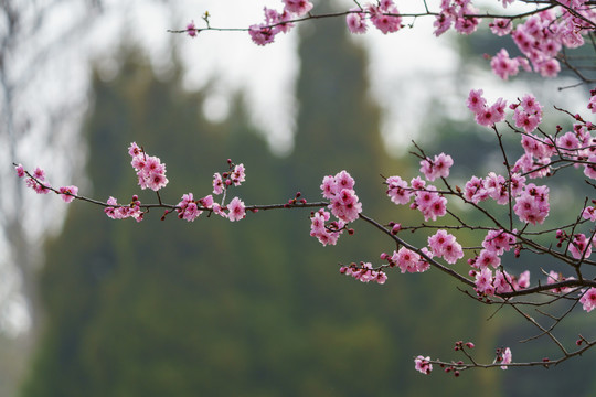 梅花