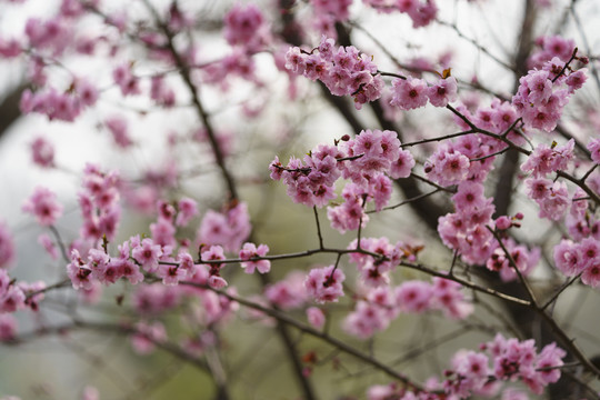 梅花