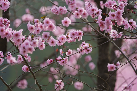 梅花