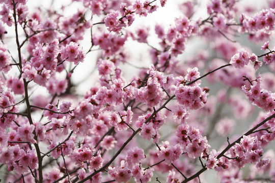 梅花