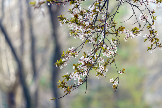 春天李子花背景