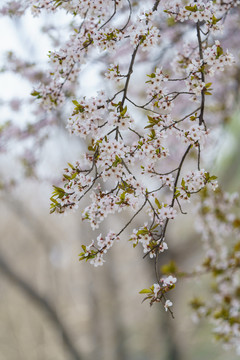 春天李子花背景