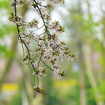 春天李子花背景