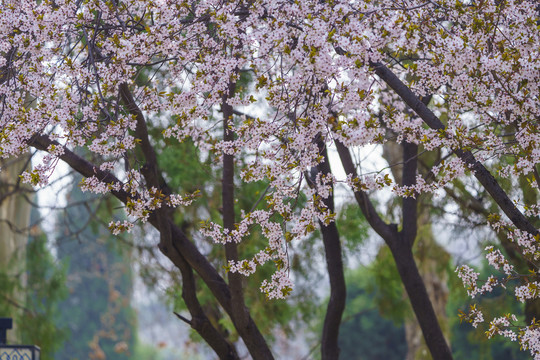 春天李子花背景