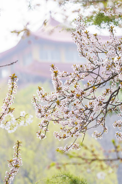 春天唯美李子花